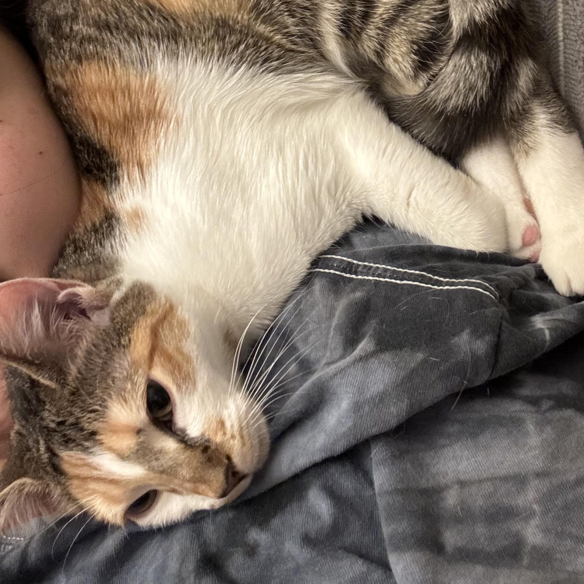 Molly, Adoptable, Kitten Female Domestic Short Hair.