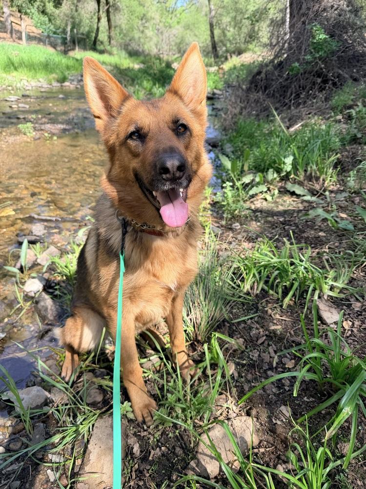 Enlarge Indy, a Adoptable mixed breed in Shingle Springs, CA image 2/6