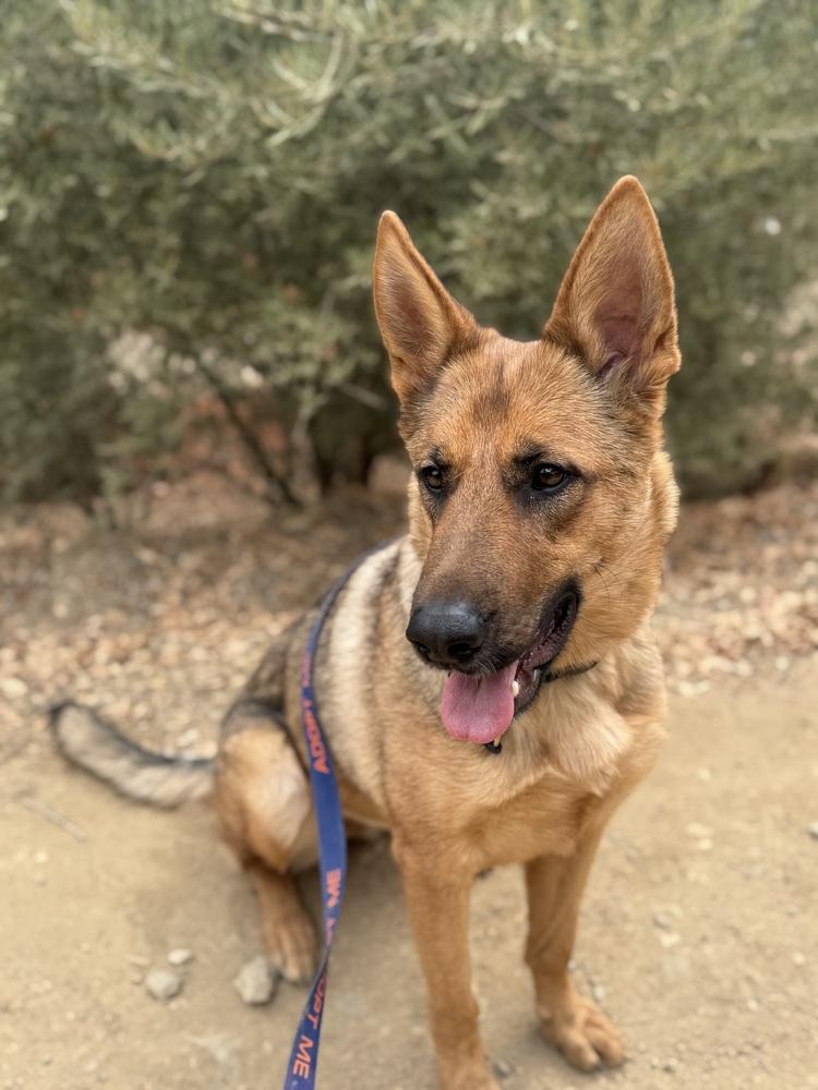 Enlarge Indy, a Adoptable mixed breed in Shingle Springs, CA image 1/4