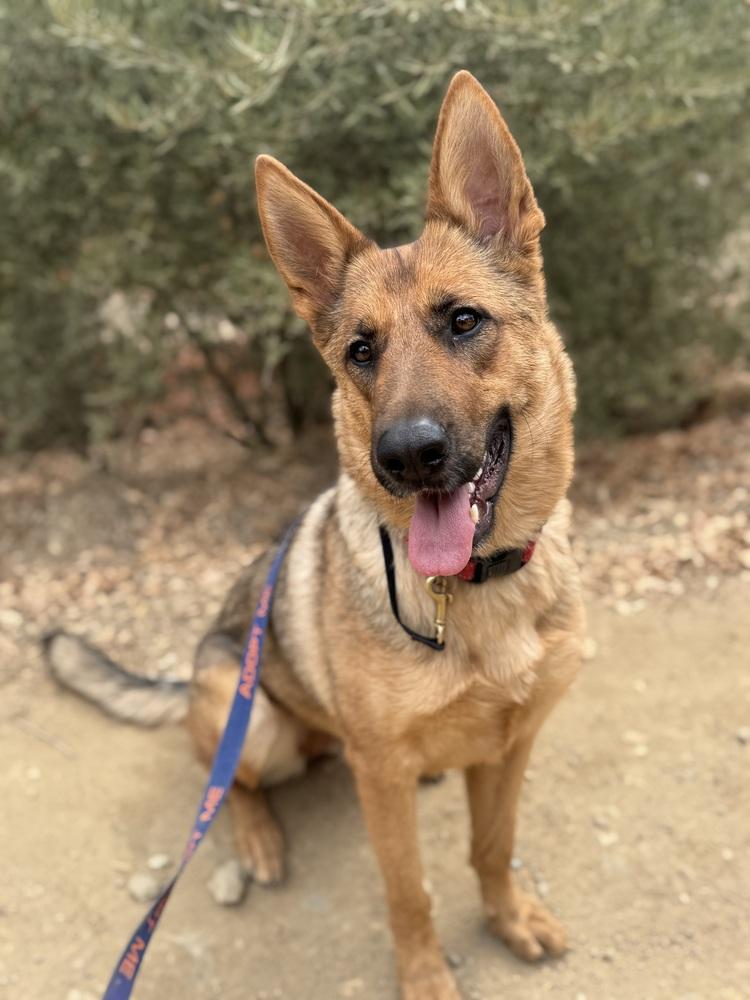 Enlarge Indy, a Adoptable mixed breed in Shingle Springs, CA image 2/4