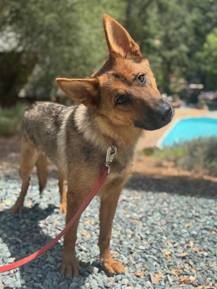 Enlarge Indy, a Adoptable mixed breed in Shingle Springs, CA image 3/4