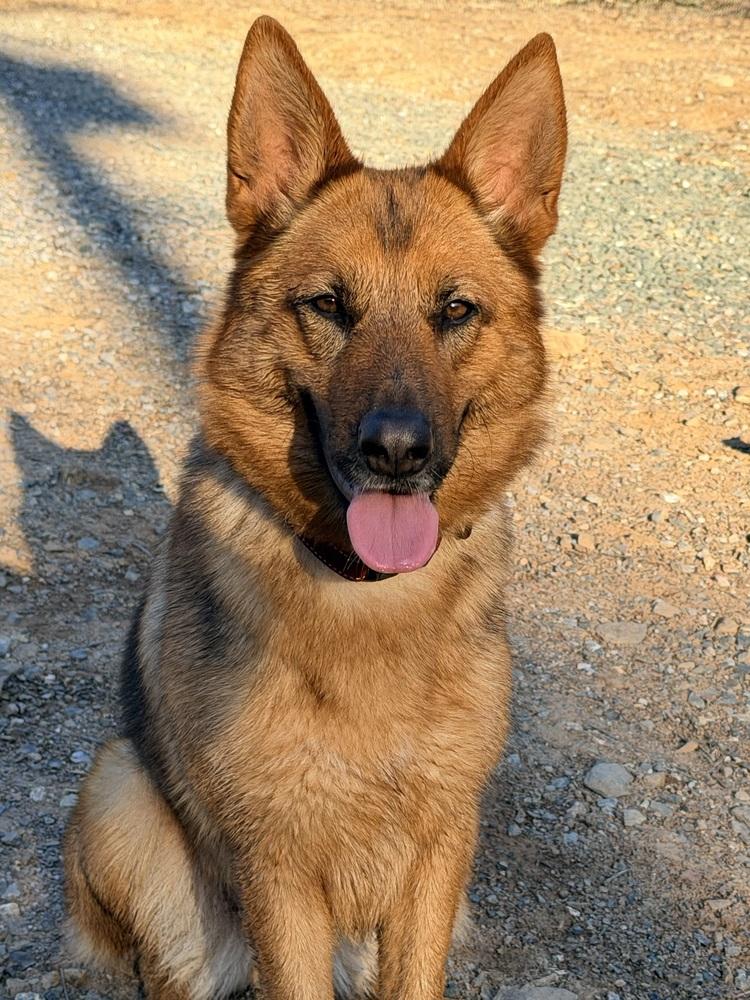 Enlarge Indy, a Adoptable mixed breed in Shingle Springs, CA image 4/6