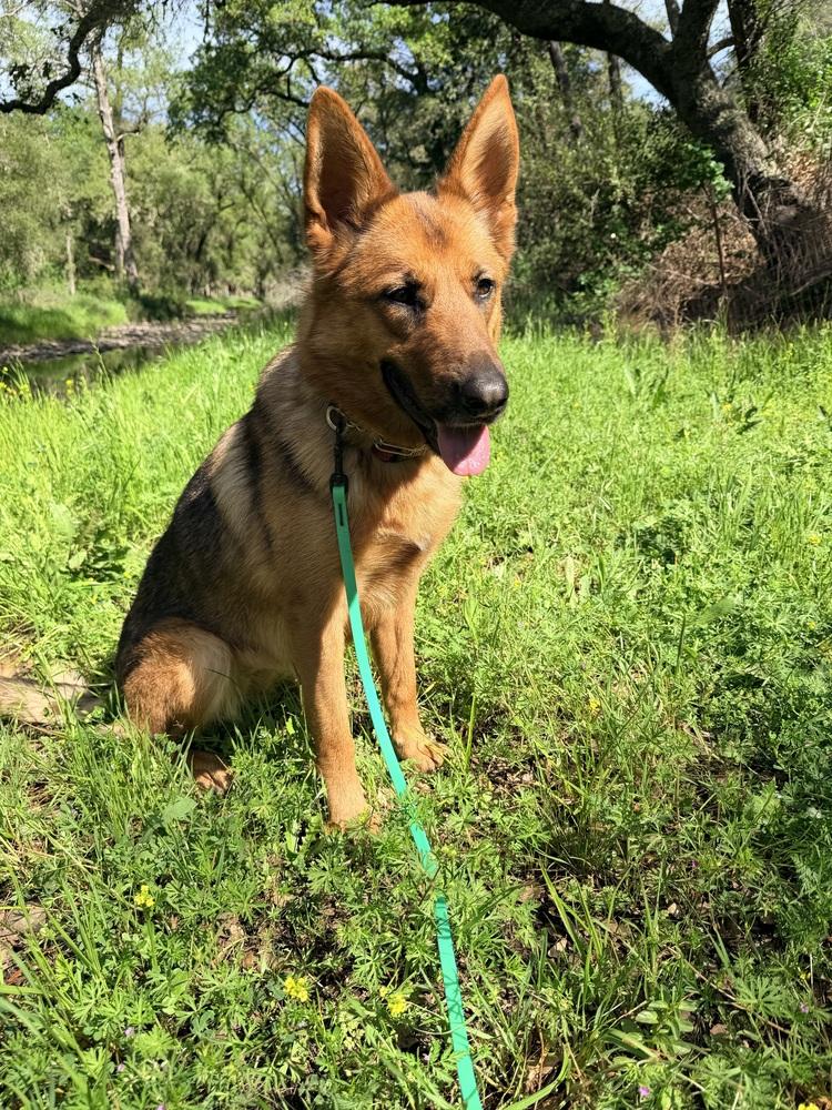 Enlarge Indy, a Adoptable mixed breed in Shingle Springs, CA image 5/6