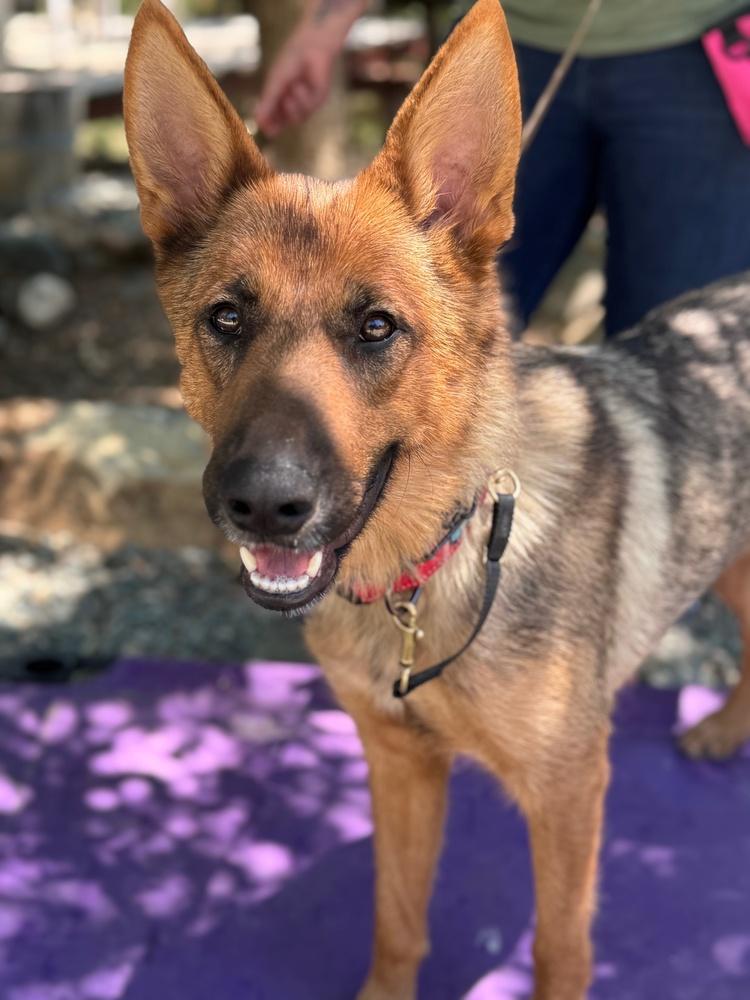 Enlarge Indy, a Adoptable mixed breed in Shingle Springs, CA image 4/4