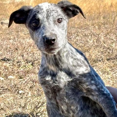 Enid, adopted, Young Female Australian Cattle Dog / Blue Heeler.