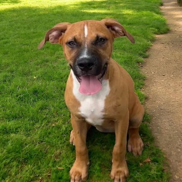 Raya-Adorable puppy!, Adopted, Puppy Female Black Mouth Cur & Boxer.