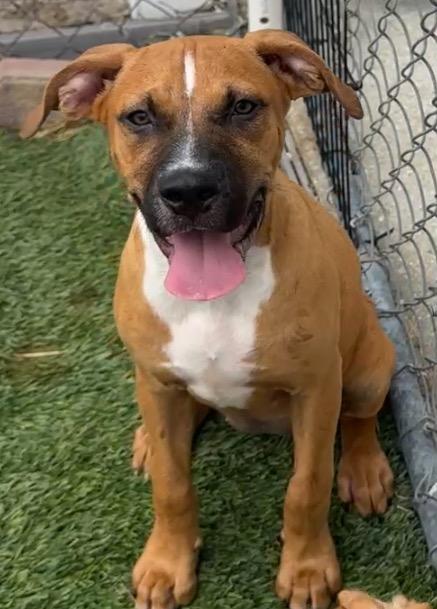 Enlarge Raya-Adorable puppy!, a Adopted mixed breed in Fort Myers, FL image 2/2