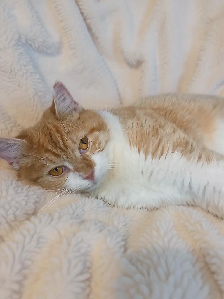 Enlarge Gingersnap, a Adoptable mixed breed in New Manchester, WV image 2/5