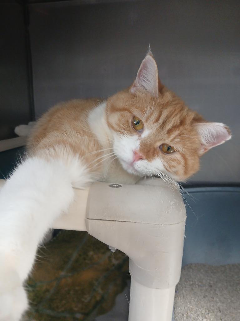 Enlarge Gingersnap, a Adoptable mixed breed in New Manchester, WV image 3/5