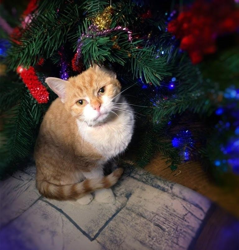 Gingersnap, Adoptable, Young Female Domestic Short Hair.