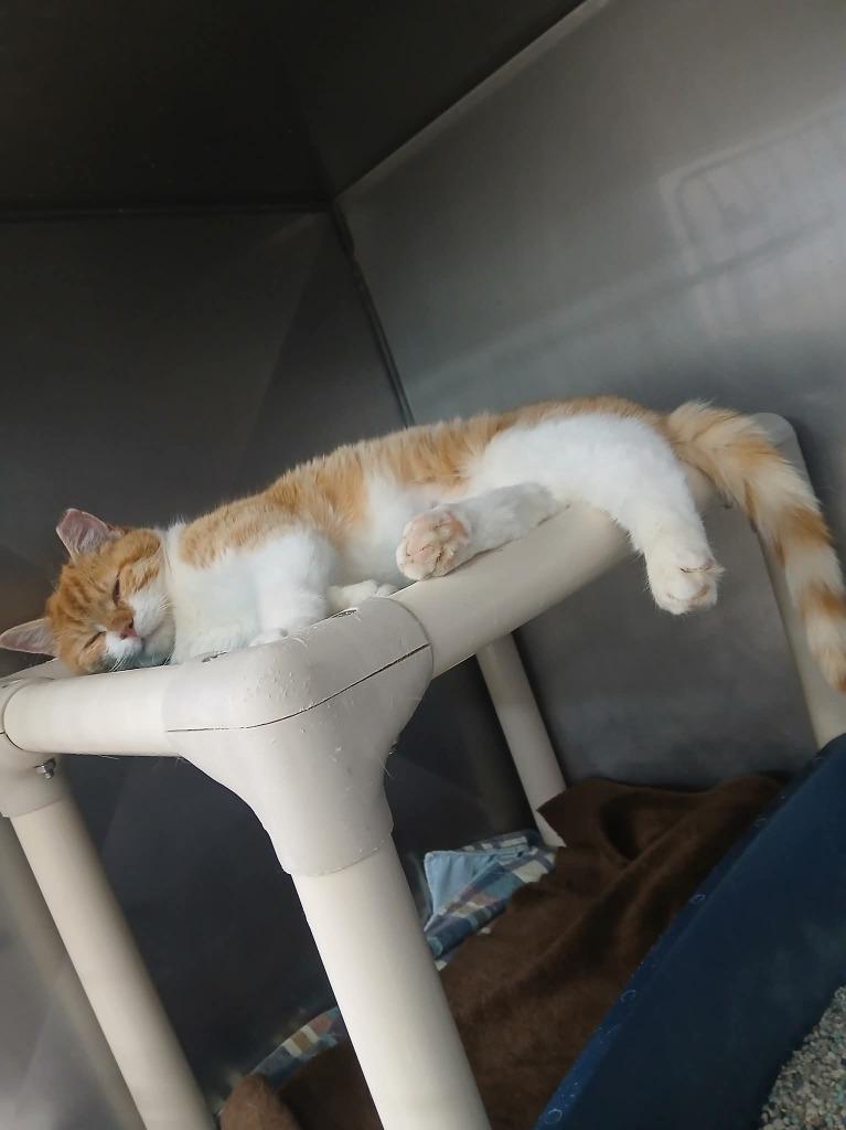 Enlarge Gingersnap, a Adoptable mixed breed in New Manchester, WV image 5/5