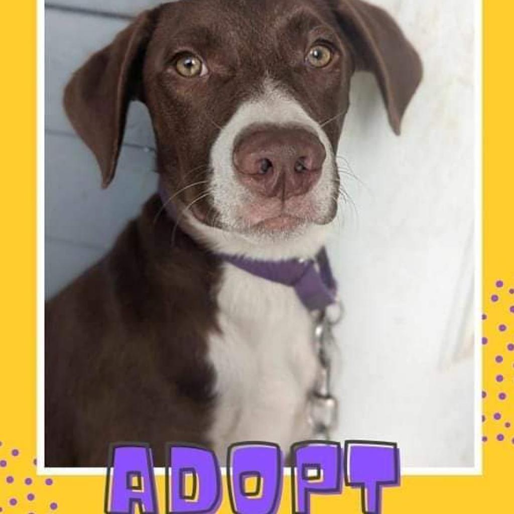 Enlarge Mouse, a Adoptable Mixed Breed in Newton, IA image 1/1