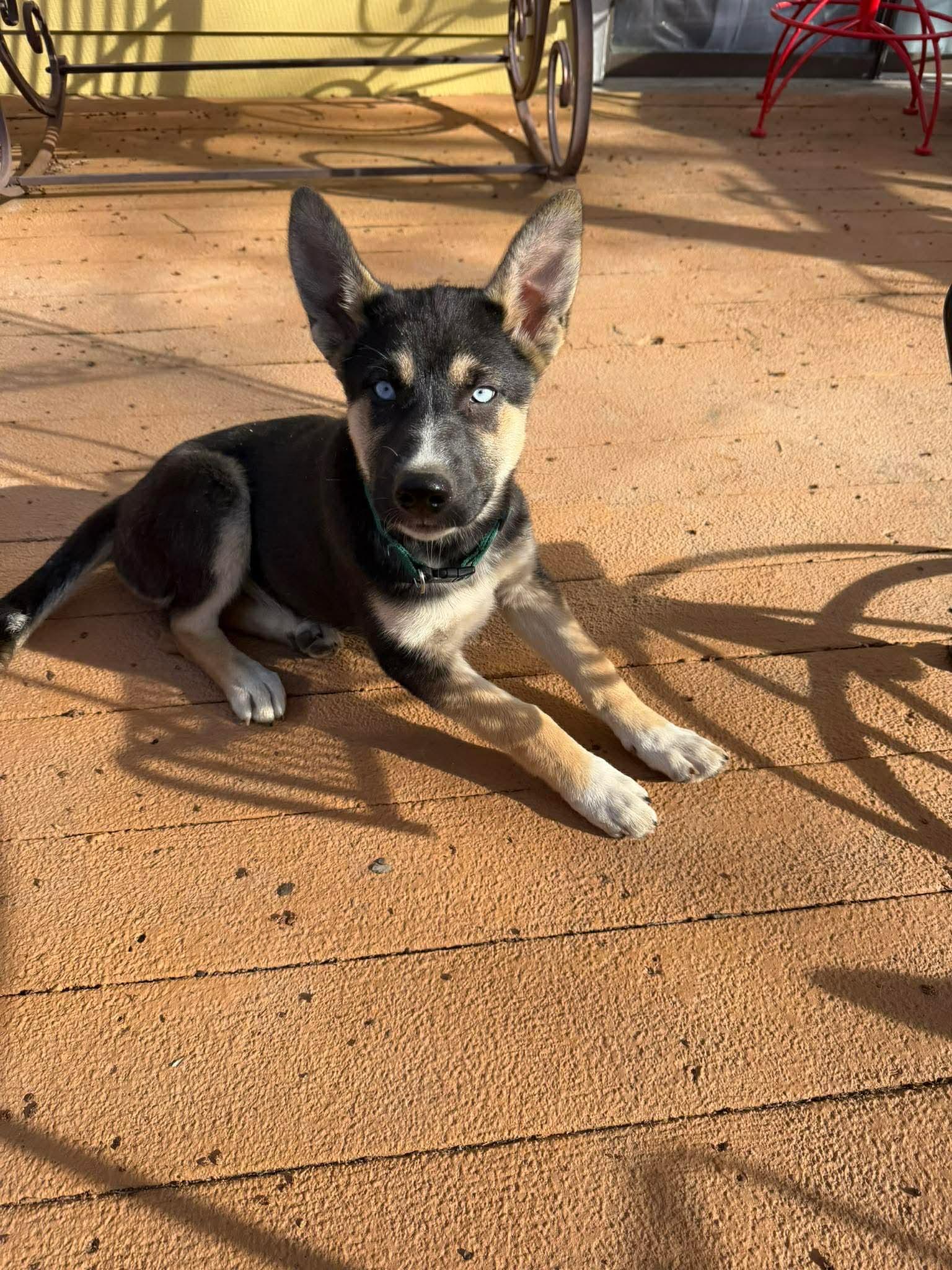 Enlarge Sky, a Adoptable mixed breed in Jefferson City, MO image 1/1