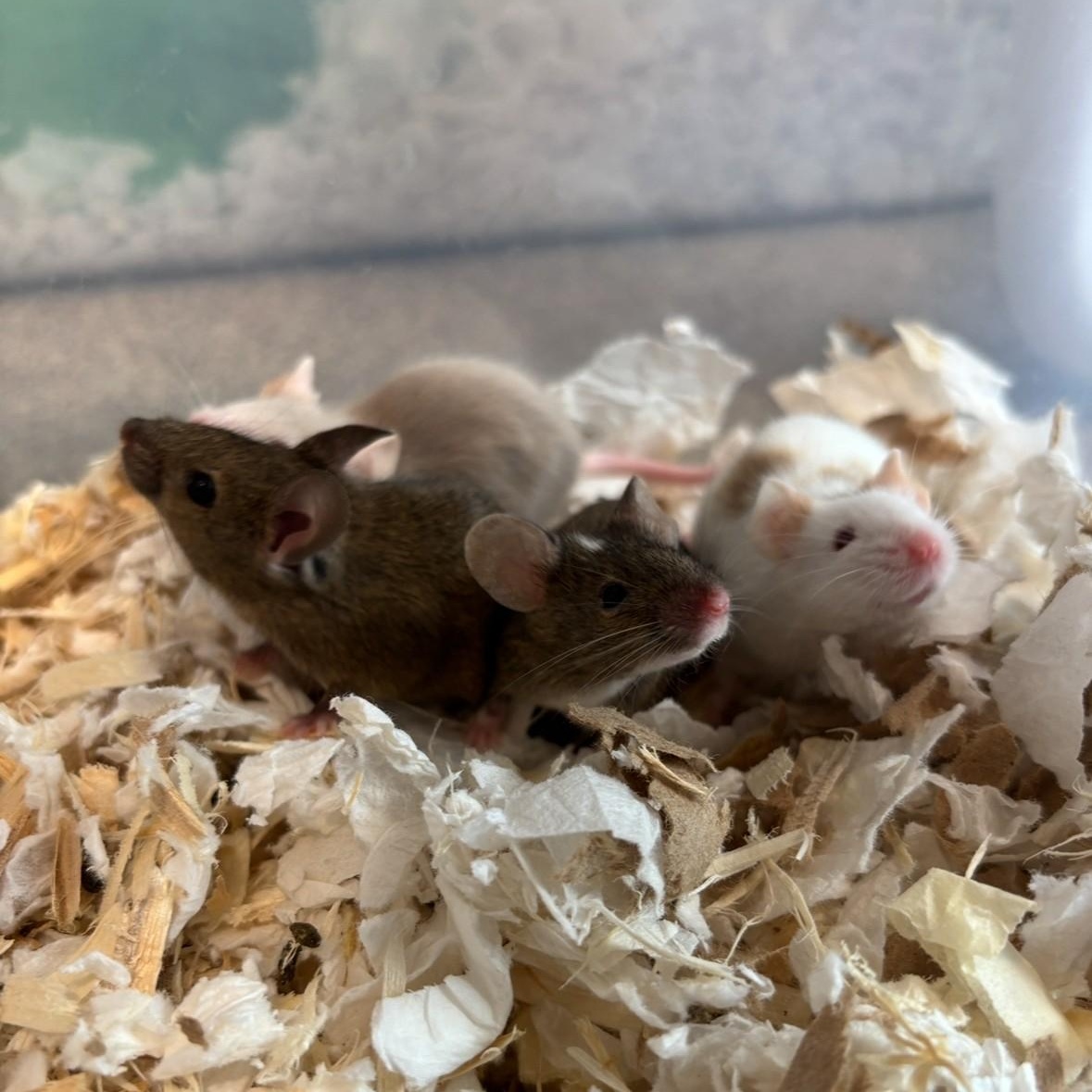Female Fancy Mice
