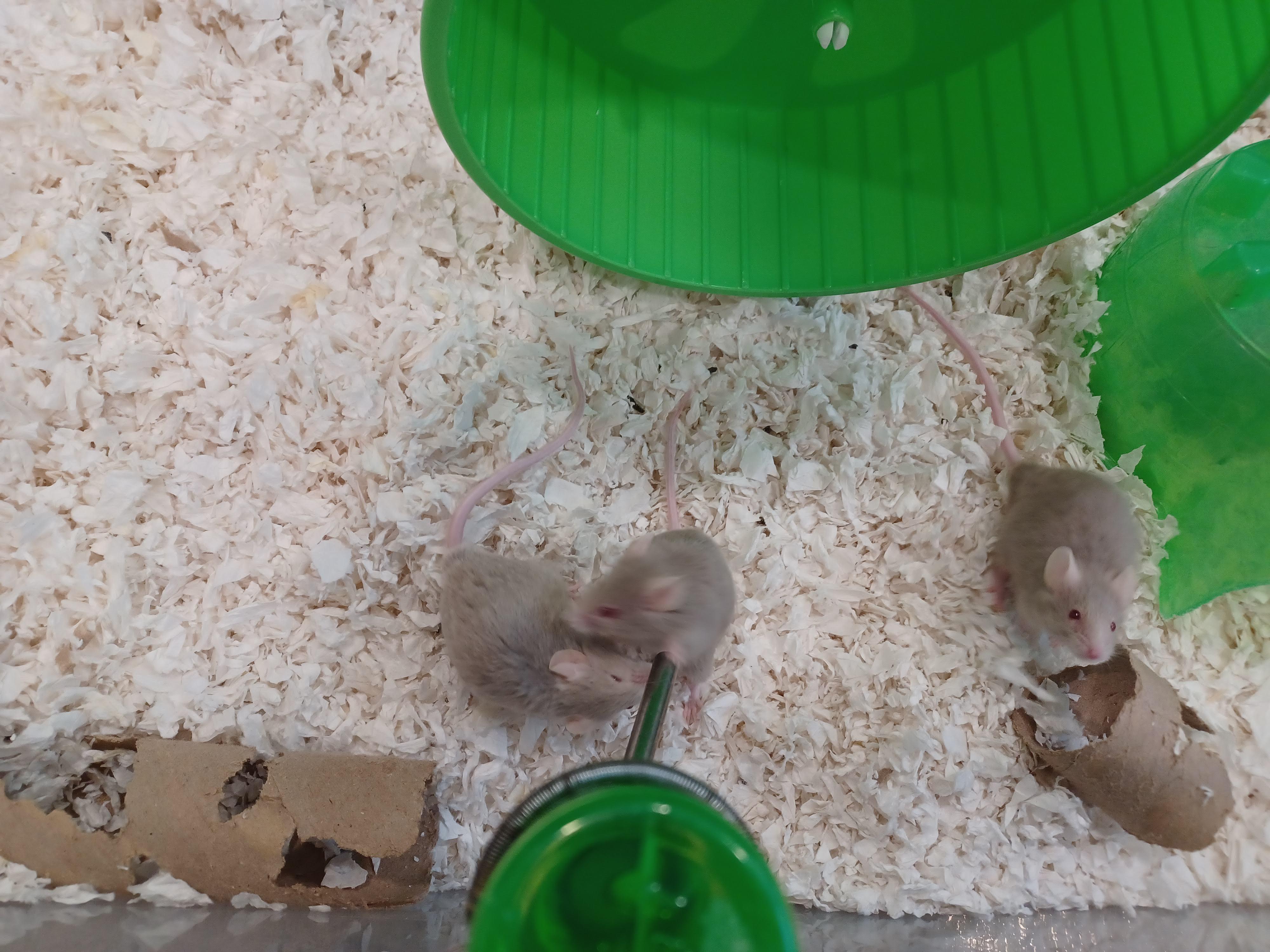 Female Fancy Mice