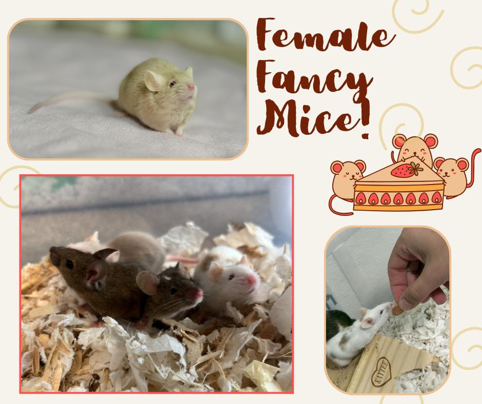 Female Fancy Mice