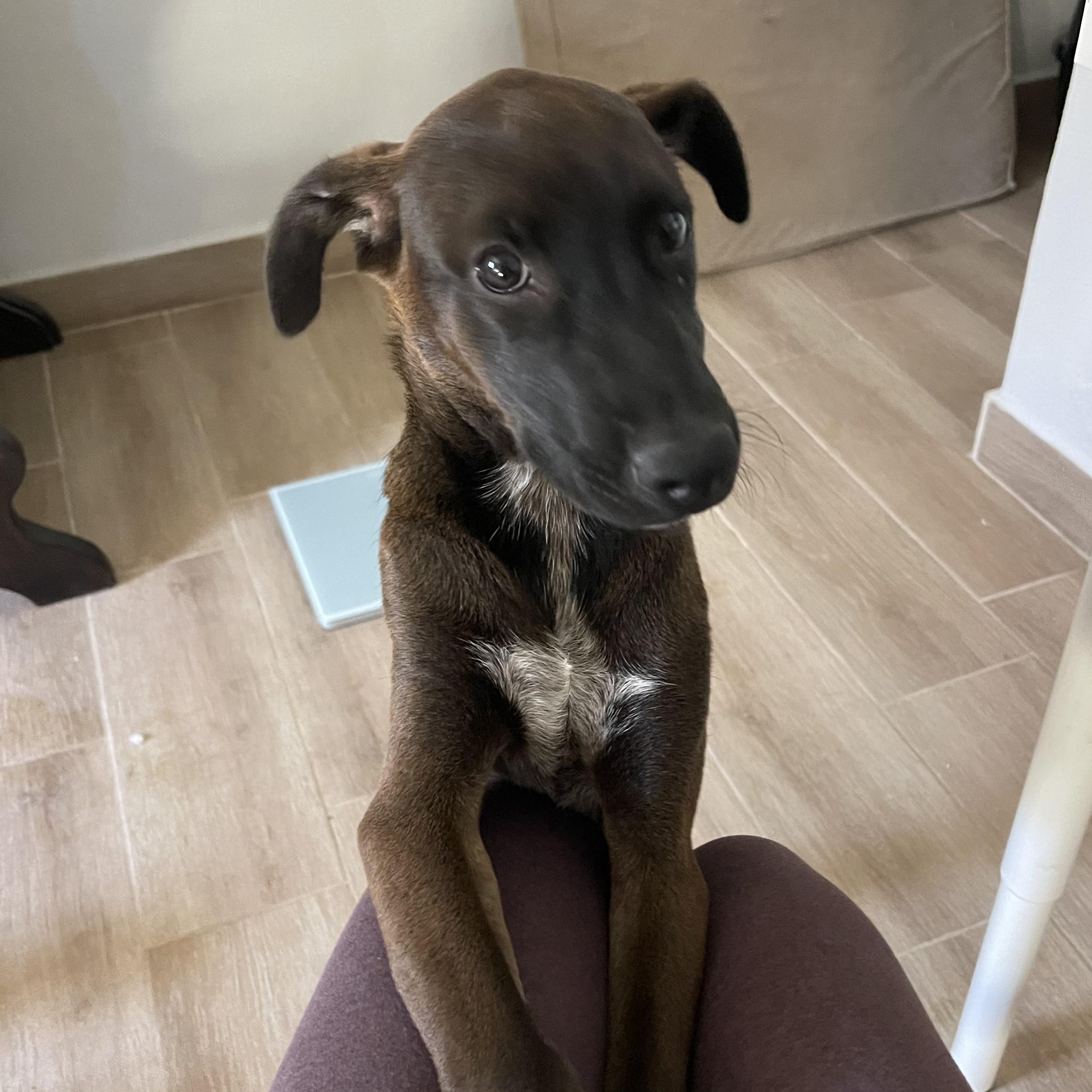 Enlarge Maddie, a ADOPTABLE Mixed Breed in Seattle, WA image 1/2