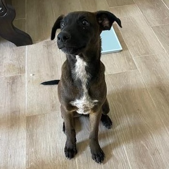 Enlarge Maddie, a ADOPTABLE Mixed Breed in Seattle, WA image 2/2