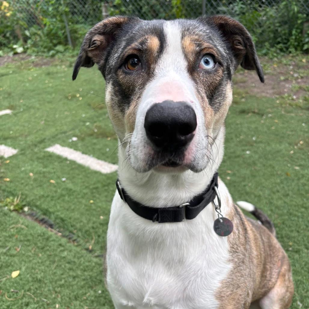 Enlarge Yuki, a Adoptable mixed breed in Oak Park, IL image 1/6