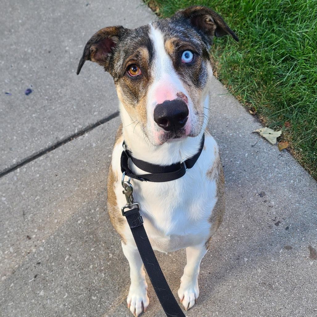 Enlarge Yuki, a Adoptable mixed breed in Oak Park, IL image 2/6