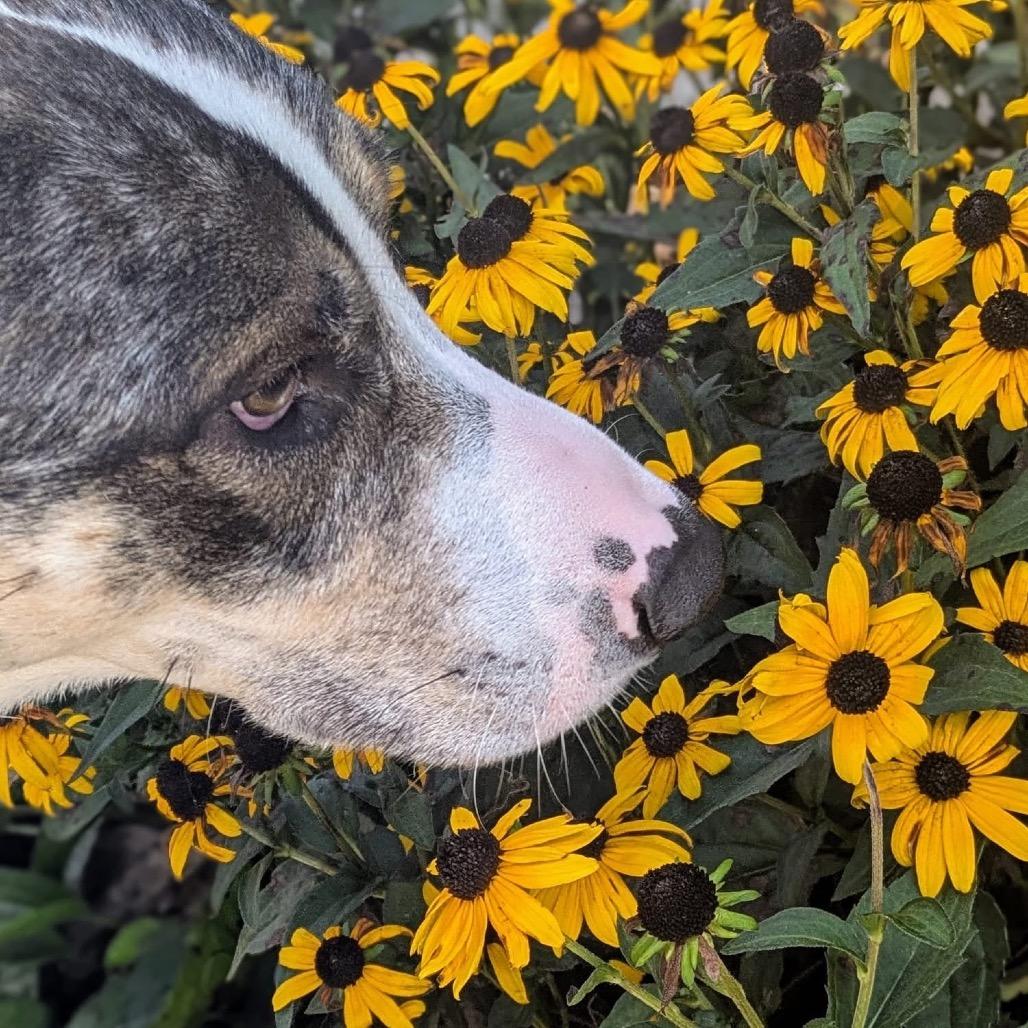 Enlarge Yuki, a Adoptable mixed breed in Oak Park, IL image 3/6
