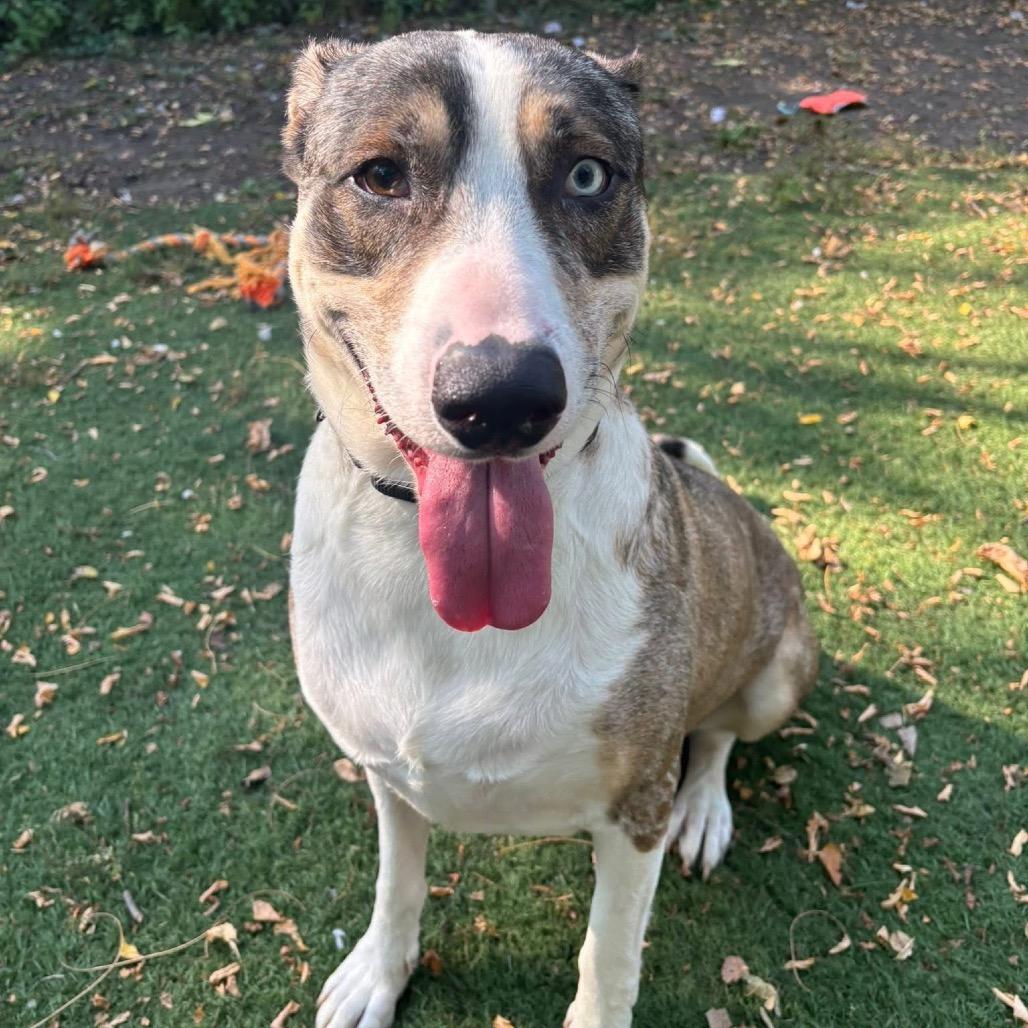 Enlarge Yuki, a Adoptable mixed breed in Oak Park, IL image 4/6