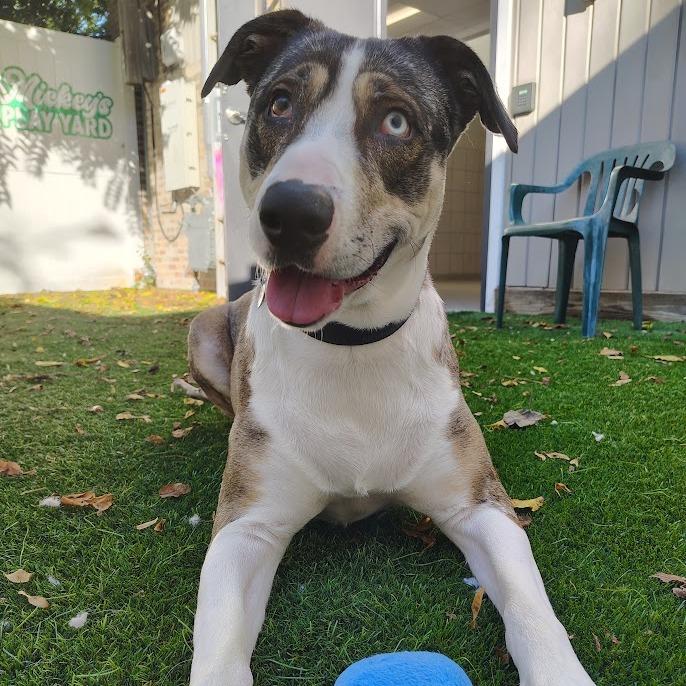Enlarge Yuki, a Adoptable mixed breed in Oak Park, IL image 5/6