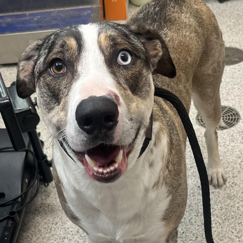 Enlarge Yuki, a Adoptable mixed breed in Oak Park, IL image 6/6