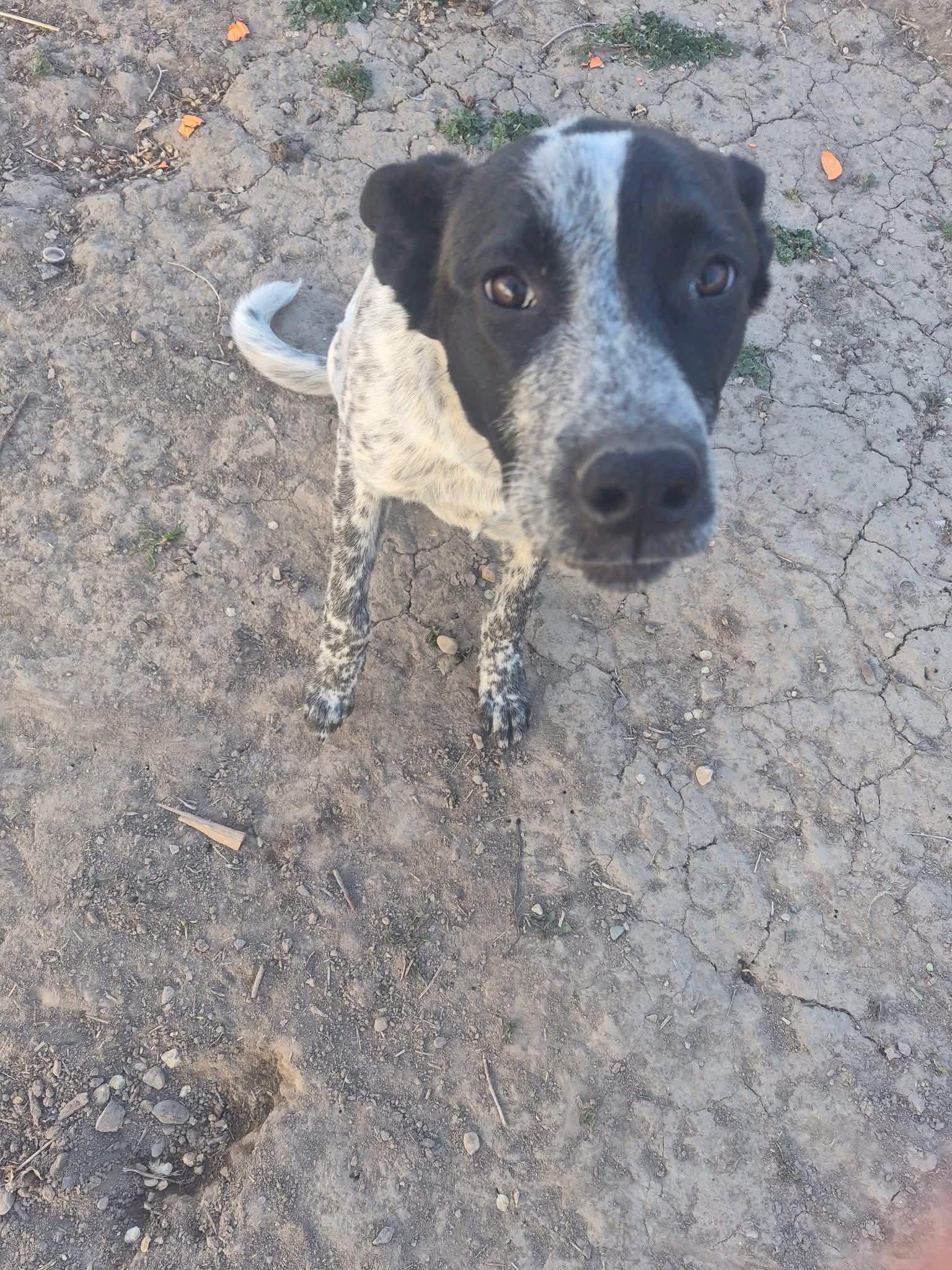 Oreo, an adopted mixed breed in Pocatello, ID image 1/3