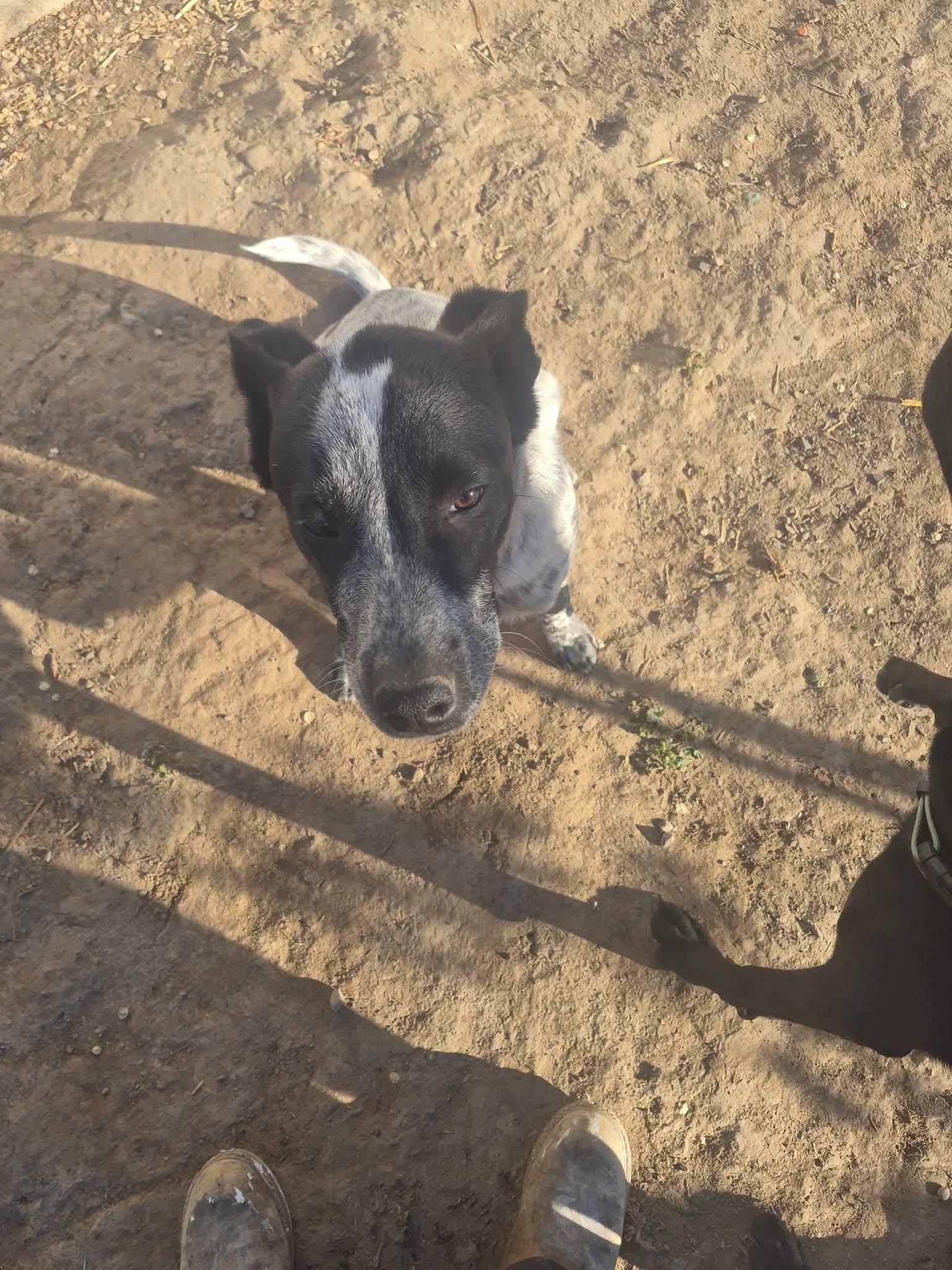 Oreo, an adopted mixed breed in Pocatello, ID image 3/3