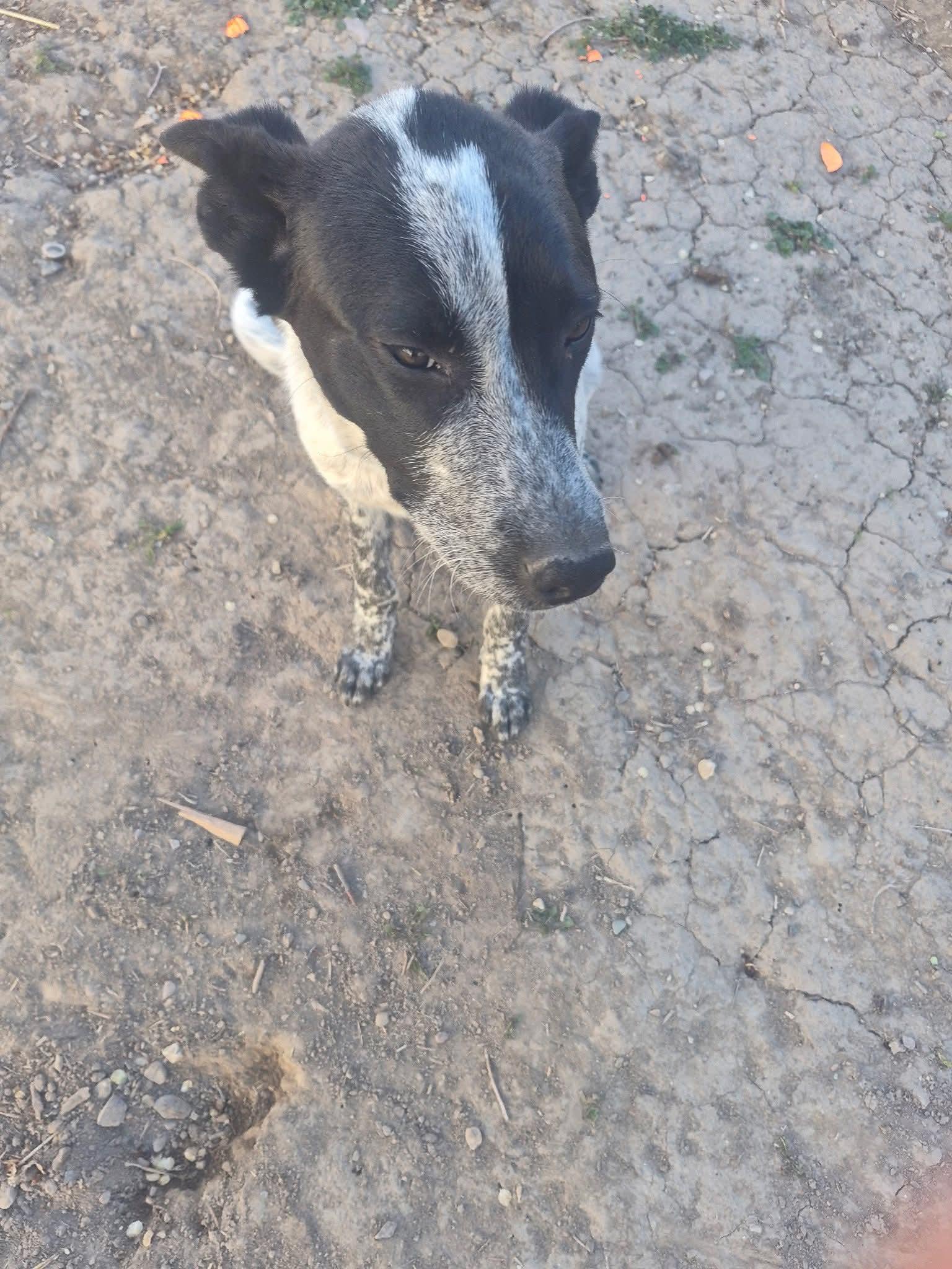 Oreo, an adopted mixed breed in Pocatello, ID image 2/3