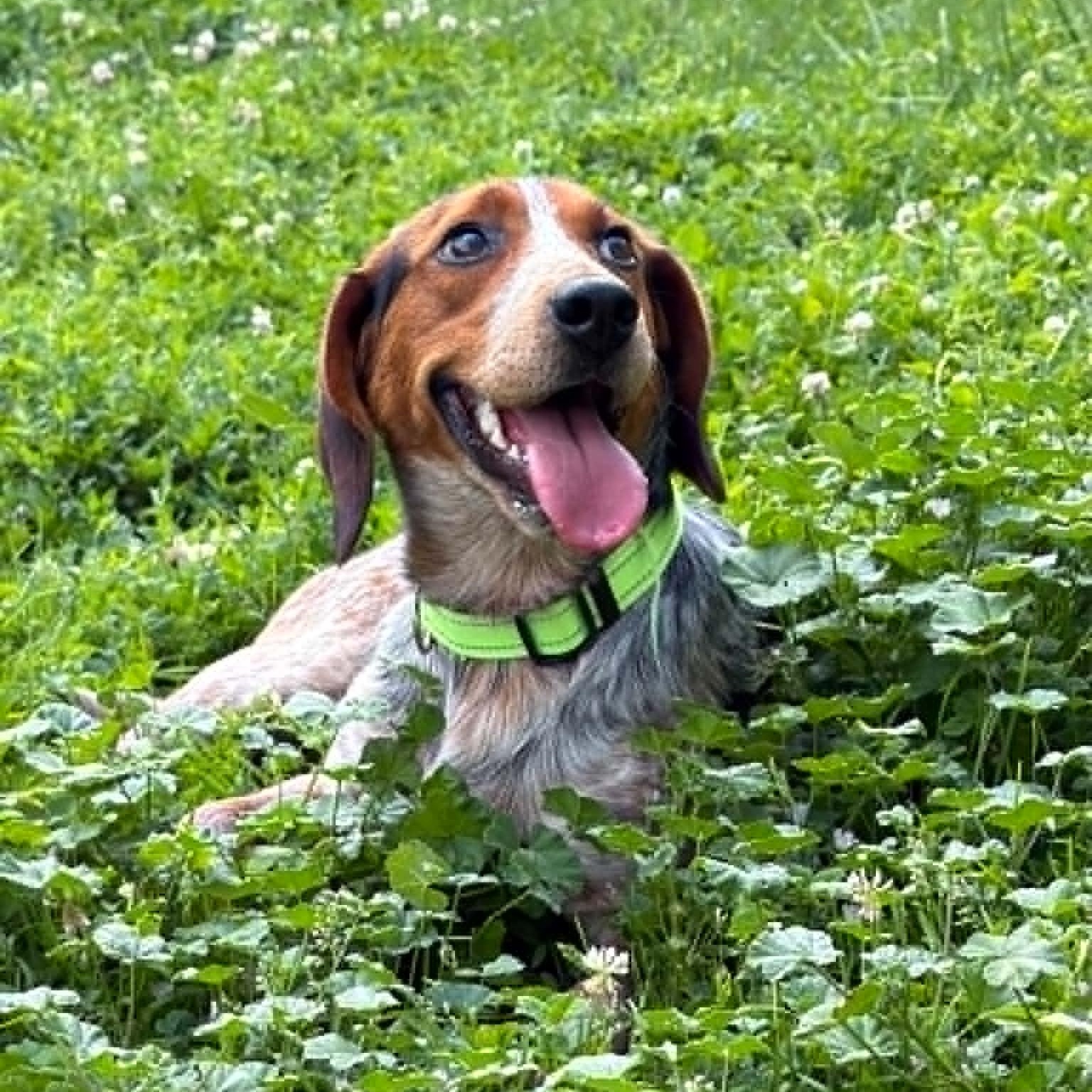 Buckskin, a ADOPTABLE Beagle in Martinsville, IN image 2/2