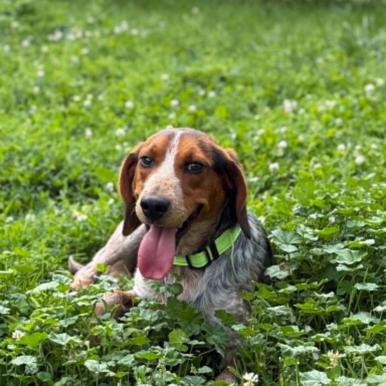Buckskin, a ADOPTABLE Beagle in Martinsville, IN image 1/2