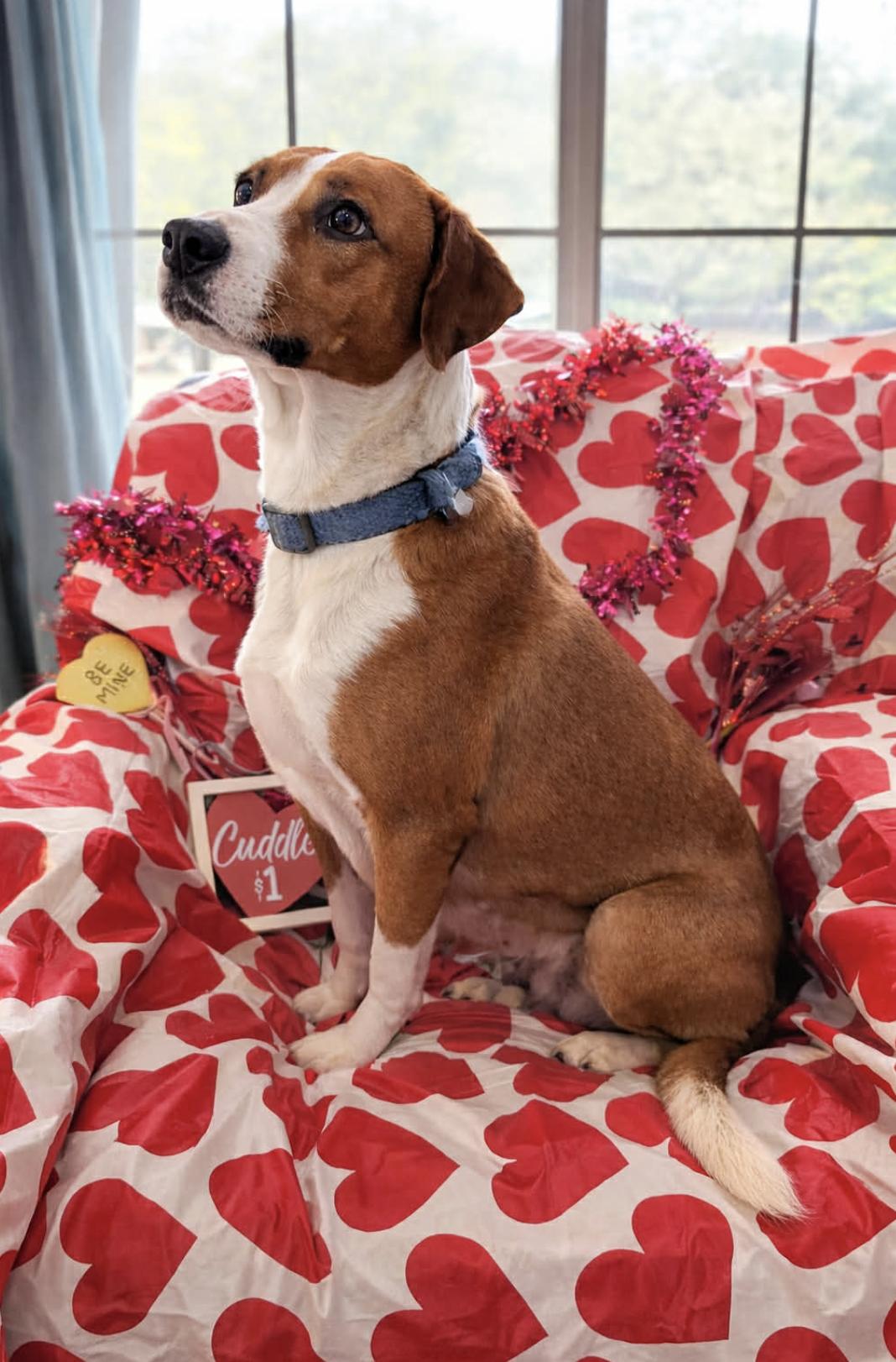 Scarlett — thumbnail 4