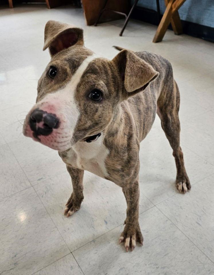 Lilac, a Adopted Whippet in Hollywood, MD image 2/3