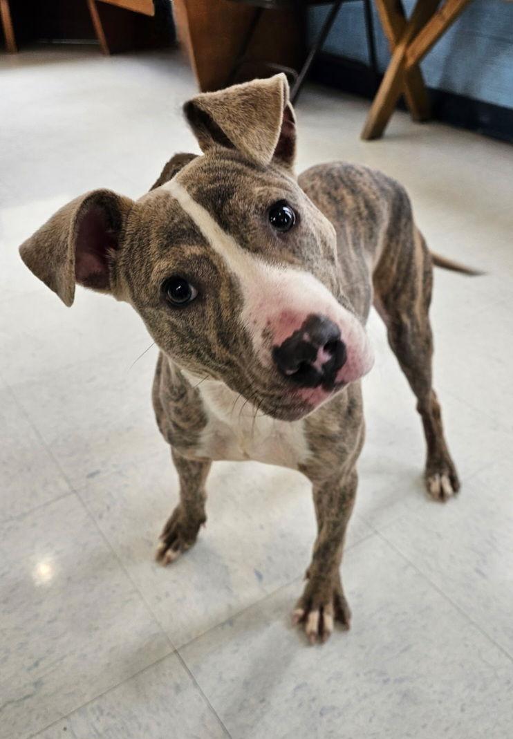 Lilac, a Adopted Whippet in Hollywood, MD image 3/3