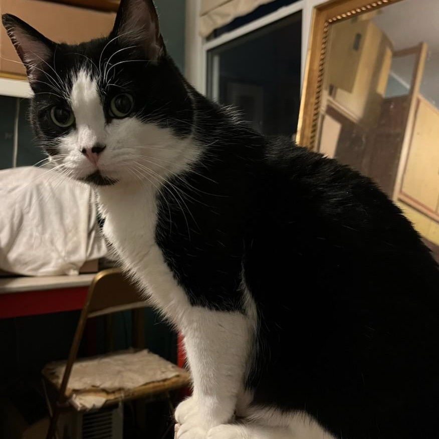 Eddie, a ADOPTABLE Domestic Short Hair in Stanhope, NJ image 2/4