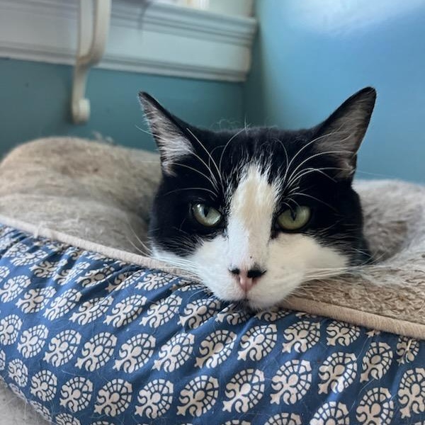 Eddie, a ADOPTABLE Domestic Short Hair in Stanhope, NJ image 3/4