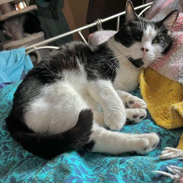 Eddie, ADOPTABLE, Young Male Domestic Short Hair.