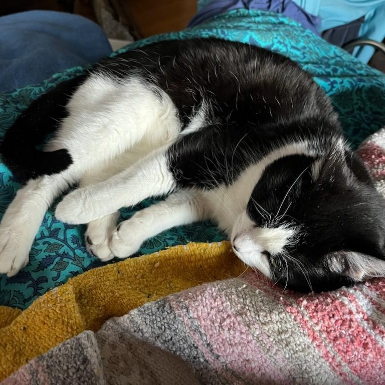 Eddie, a ADOPTABLE Domestic Short Hair in Stanhope, NJ image 4/4