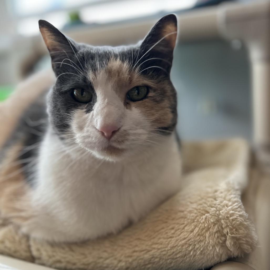 Enlarge Penny, a Adoptable Domestic Short Hair in Lakewood, CO image 5/5