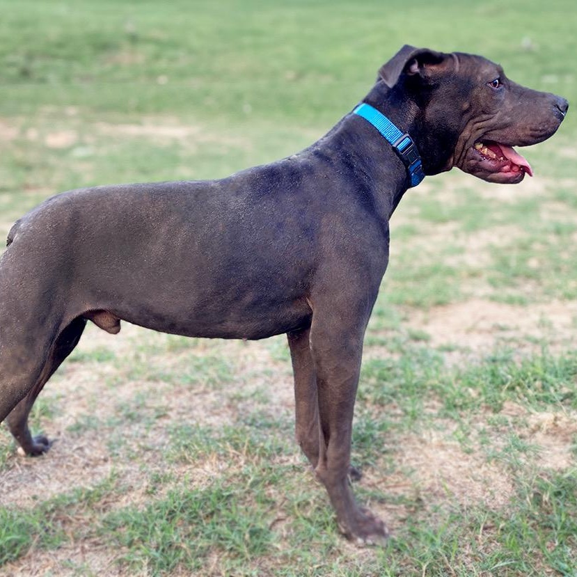 Enlarge Wind, a Adoptable mixed breed in White Plains, NY image 3/5