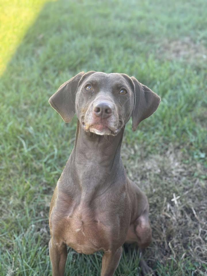 Hershey, Adoptable, Adult Male German Shorthaired Pointer & Chocolate Labrador Retriever.