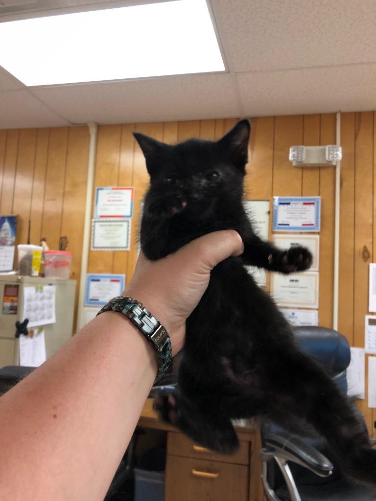 Remington, Adopted, Kitten Male Domestic Short Hair.