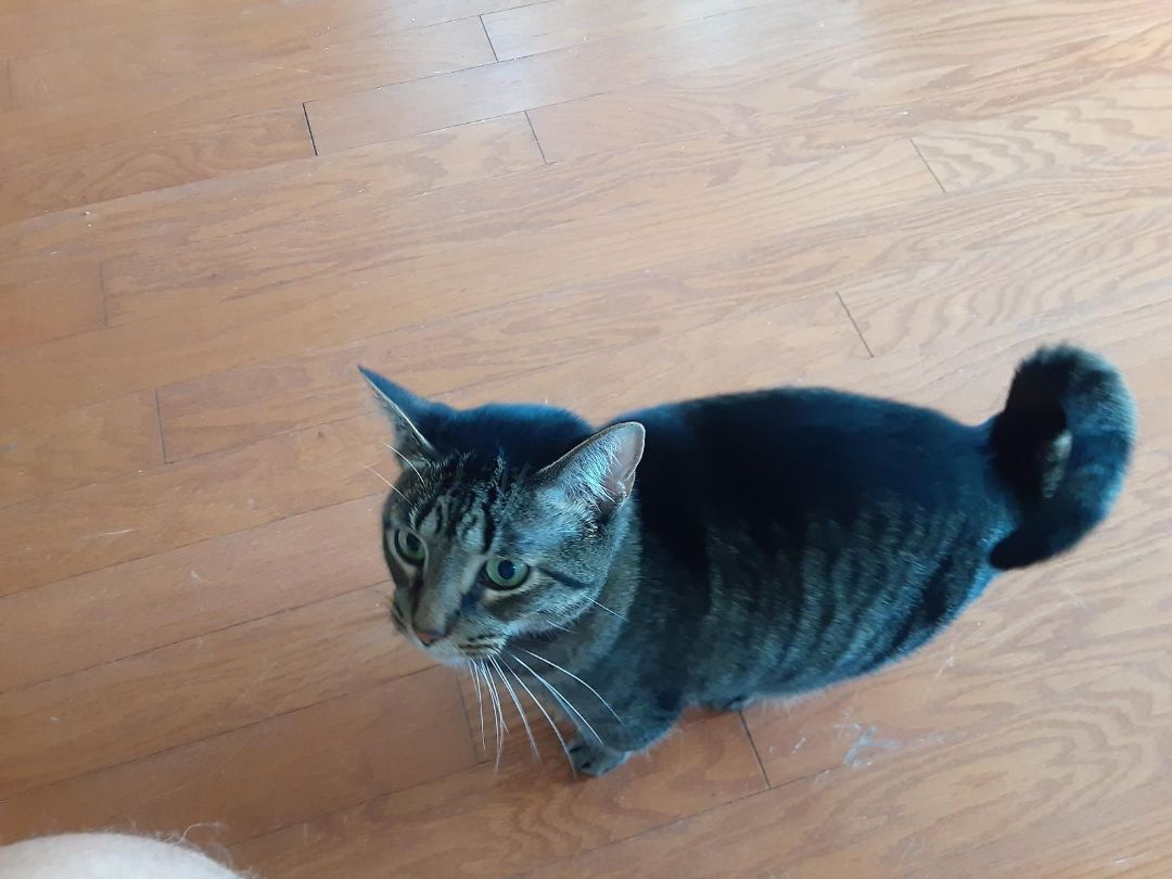 Tinkerbell, Adoptable, Adult Female Domestic Short Hair & Tabby.