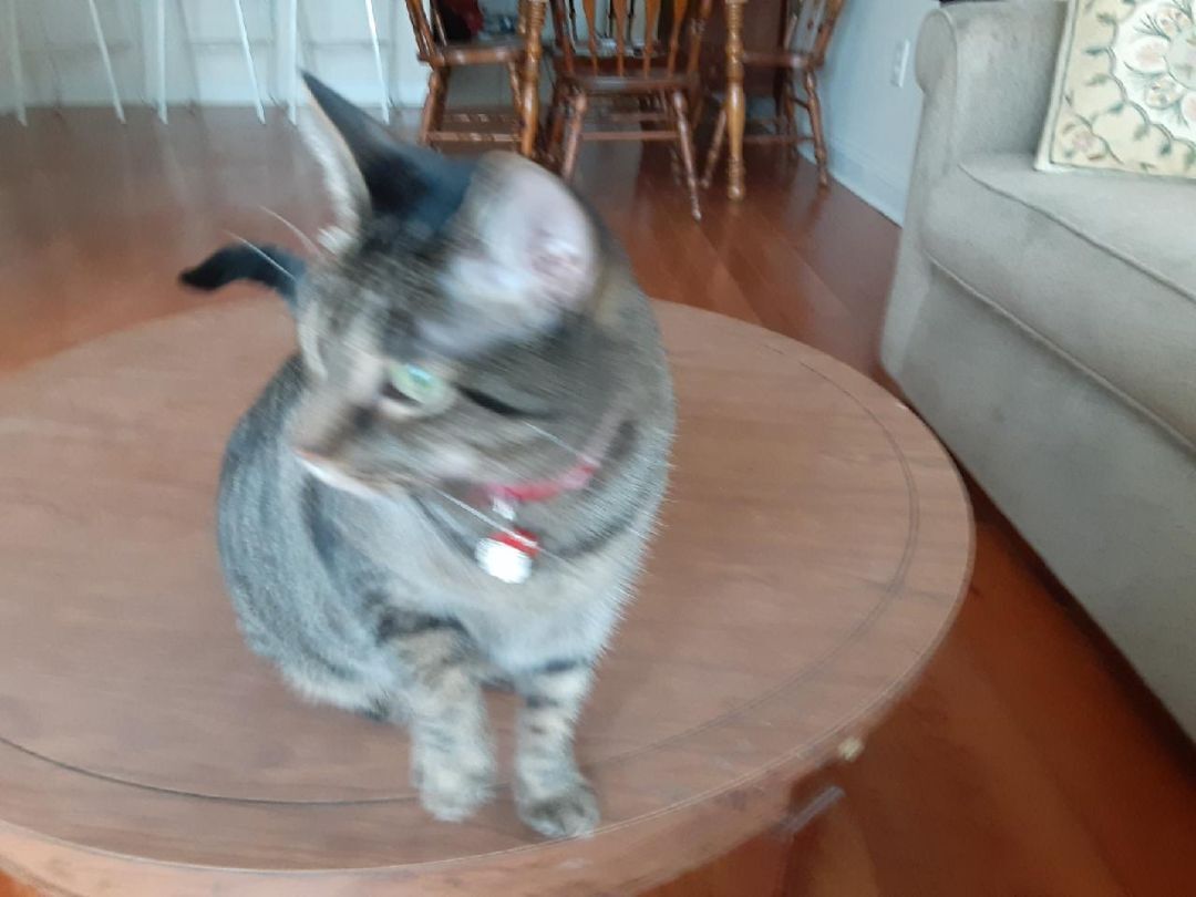 Tinkerbell, an adoptable Domestic Short Hair, Tabby in North Myrtle Beach, SC, 29582 | Photo Image 2