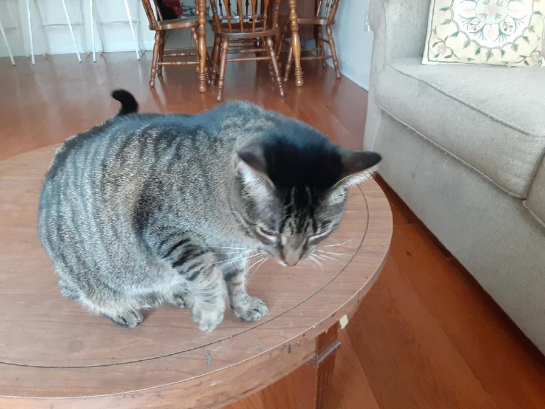 Tinkerbell, an adoptable Domestic Short Hair, Tabby in North Myrtle Beach, SC, 29582 | Photo Image 3