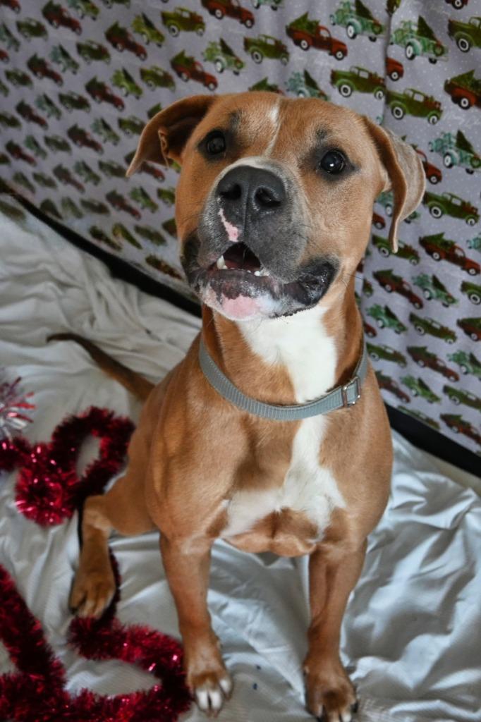 RC Brick, a Adoptable Pit Bull Terrier in Ashland, WI image 1/5