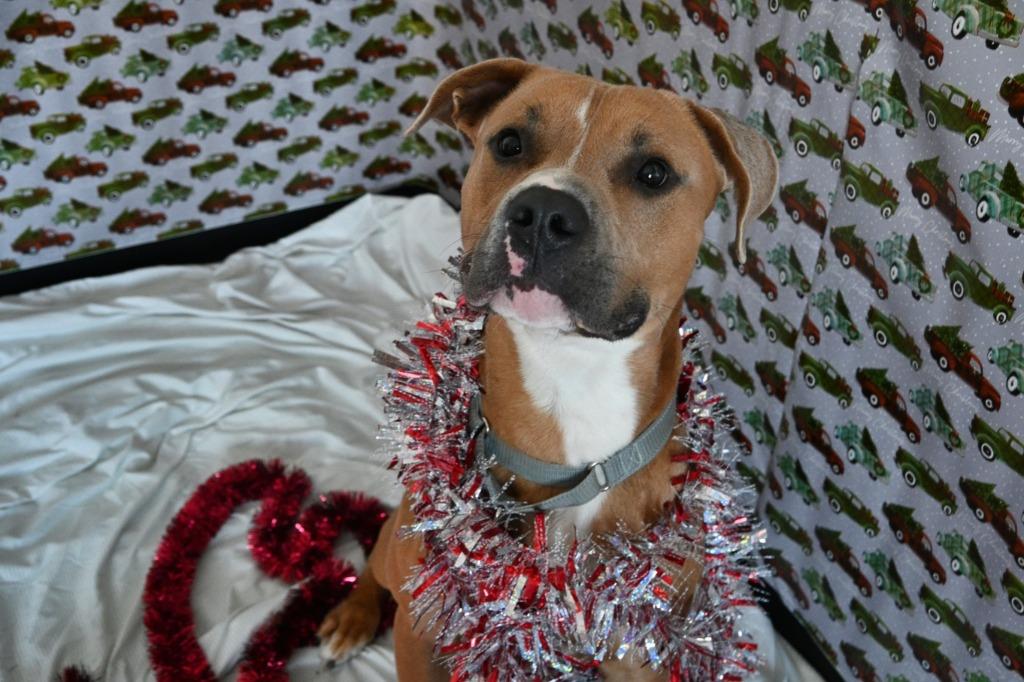 RC Brick, Adoptable, Young Male Pit Bull Terrier.