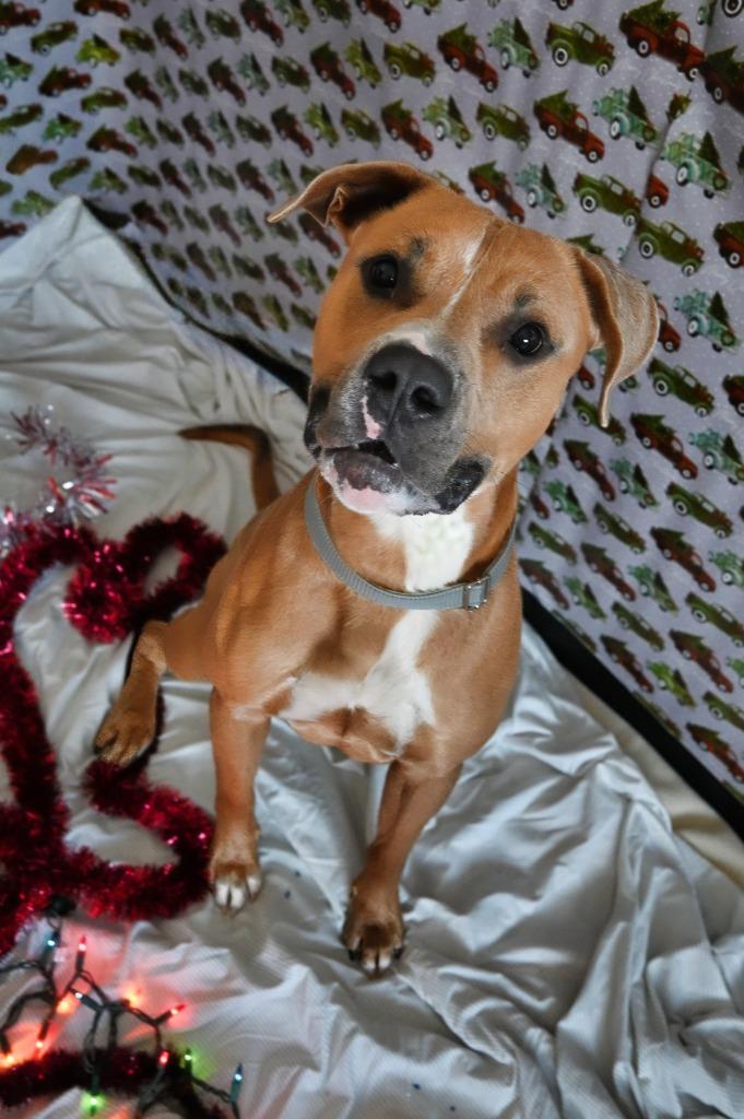 RC Brick, a Adoptable Pit Bull Terrier in Ashland, WI image 2/5